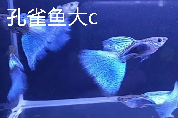 孔雀鱼大c和小c的区别，区别就是背鳍的拉丝