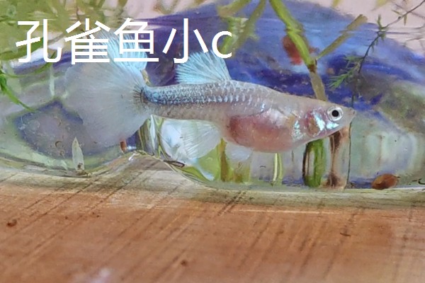 孔雀鱼大c和小c的区别，区别就是背鳍的拉丝