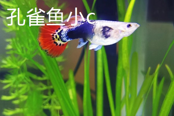 孔雀鱼大c和小c的区别，区别就是背鳍的拉丝