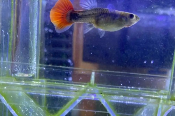 孔雀鱼大c和小c的区别，区别就是背鳍的拉丝