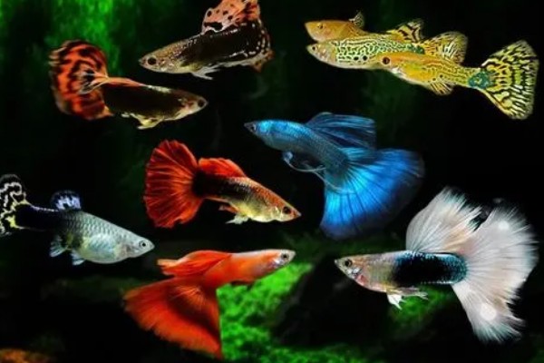 孔雀鱼大c和小c的区别，区别就是背鳍的拉丝