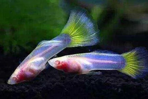 孔雀鱼大c和小c的区别，区别就是背鳍的拉丝