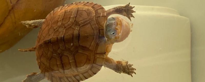 乌龟感冒了怎么办，需要立即提升水温