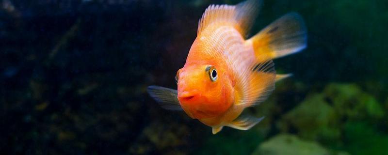 鹦鹉鱼养几条合适，根据鱼缸的大小来决定