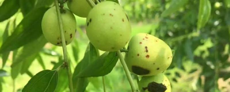 冬枣斑点病如何防治，要增加有机肥和钾肥的施用量