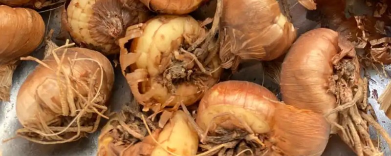 唐菖蒲怎么栽培，剪取侧芽埋入土壤中