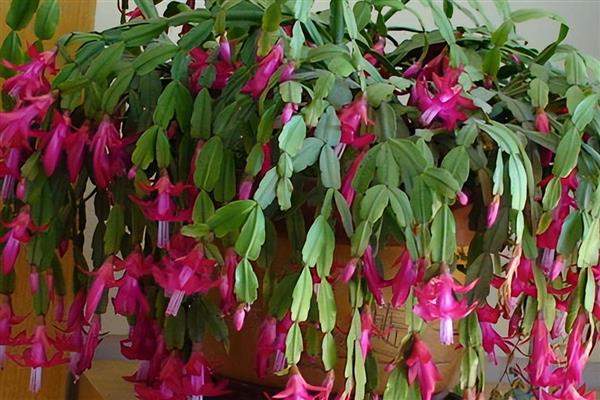蟹爪兰长出花苞后要遮光吗，每天要接受4-6小时的光照
