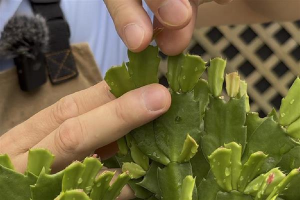 蟹爪兰长出花苞后要遮光吗，每天要接受4-6小时的光照