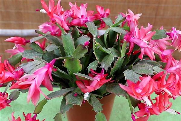 蟹爪兰长出花苞后要遮光吗，每天要接受4-6小时的光照