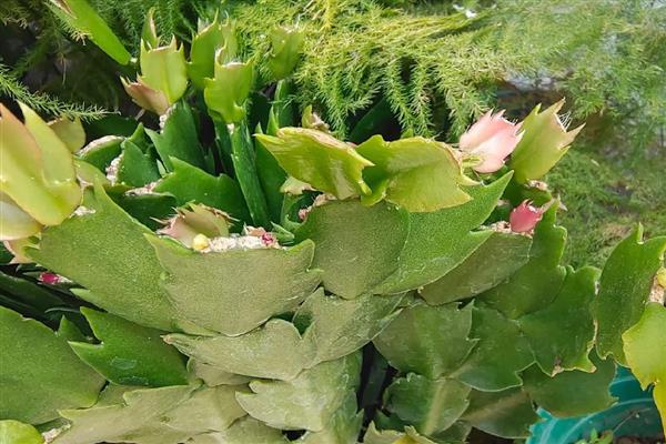 蟹爪兰长出花苞后要遮光吗，每天要接受4-6小时的光照