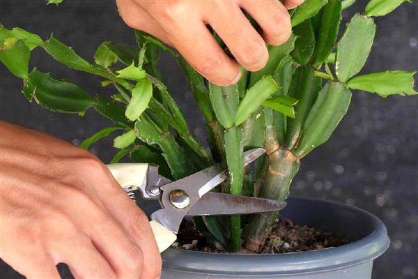 蟹爪兰长出花苞后要遮光吗，每天要接受4-6小时的光照