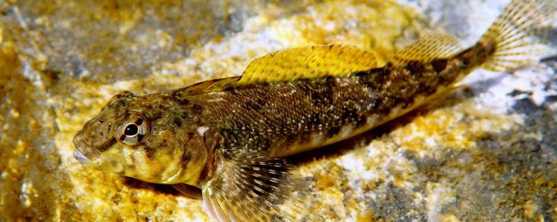 德氏三鳍鳚好不好养，饲养难度较大