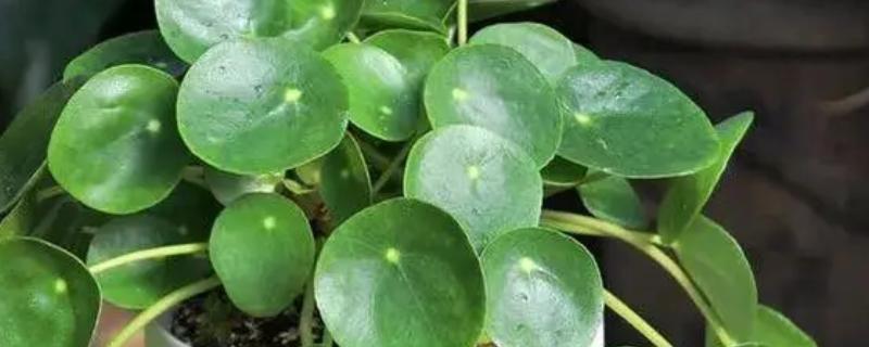 镜面草叶子卷曲怎么办，要及时施加磷钾肥