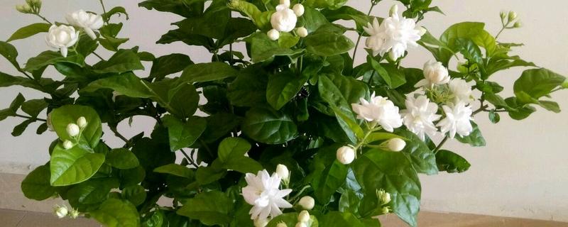 夏季茉莉花如何养殖，要放在光照充足的地方养护