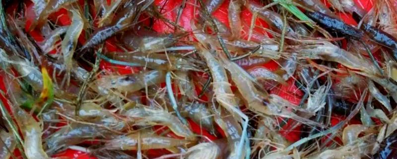 江苏省建湖县的特产，有建湖青虾、建湖草鸡等