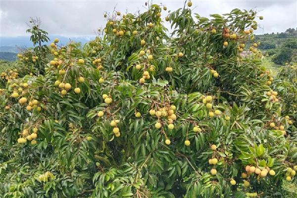 申请全国农村创新创业优秀带头人的条件，在农村新产业等发展上取得突出成绩