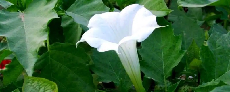 曼陀罗的象征意义，寓意死亡、永久等