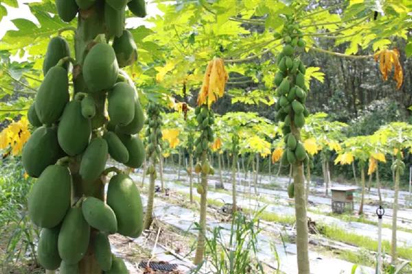 申请全国农村创新创业优秀带头人的条件，在农村新产业等发展上取得突出成绩