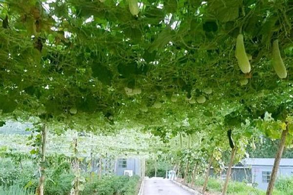 申请全国农村创新创业优秀带头人的条件，在农村新产业等发展上取得突出成绩