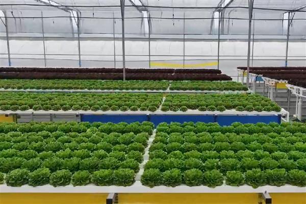 申请全国农村创新创业优秀带头人的条件，在农村新产业等发展上取得突出成绩