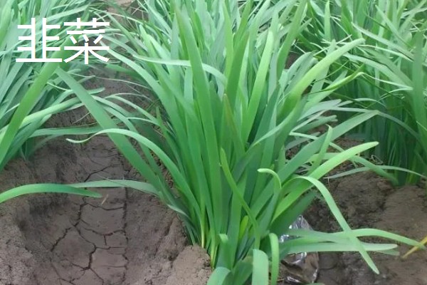 惊蛰适合种哪些农作物，适合种韭菜、大葱等