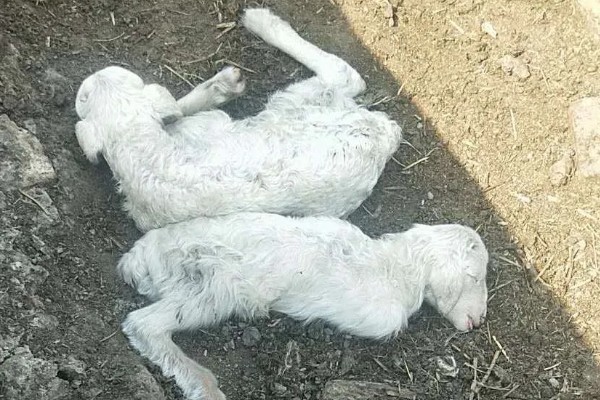 羊羔拉黄粪的原因，可能是肠胃消化能力差等因素所致