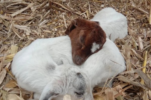羊羔拉黄粪的原因，可能是肠胃消化能力差等因素所致