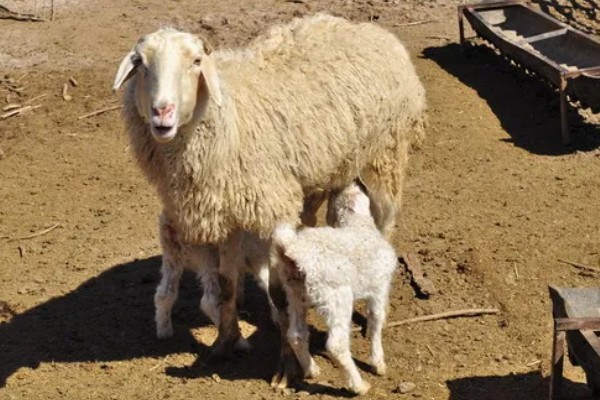 羊羔拉黄粪的原因，可能是肠胃消化能力差等因素所致