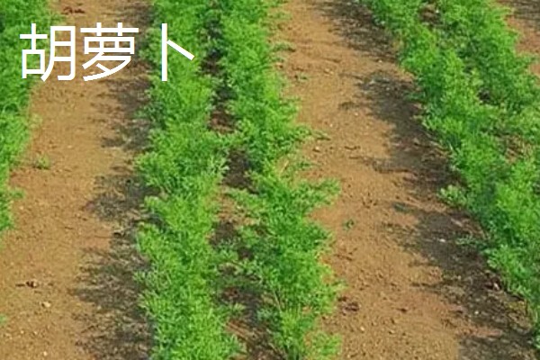 惊蛰适合种哪些农作物，适合种韭菜、大葱等