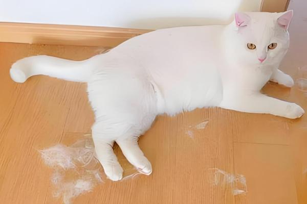 猫咪局部脱毛怎么处理，可以喷肤诺恩皮肤喷剂