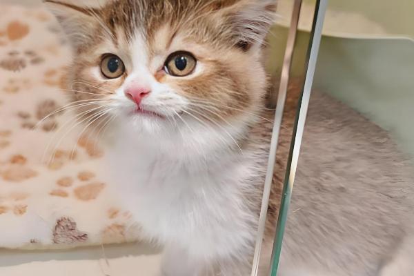 猫咪局部脱毛怎么处理，可以喷肤诺恩皮肤喷剂