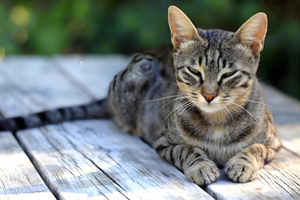 猫咪局部脱毛怎么处理，可以喷肤诺恩皮肤喷剂