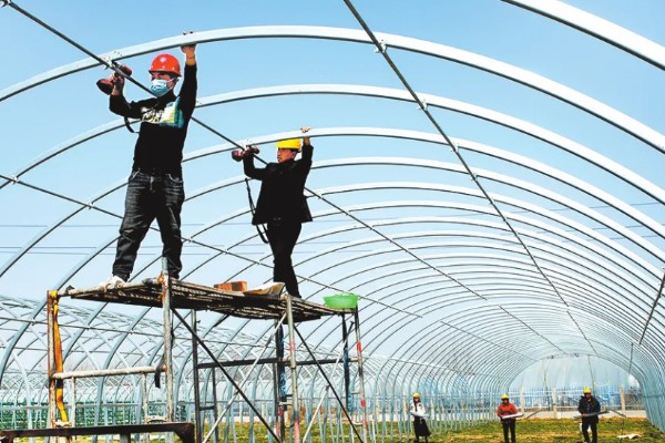 折耳根的大棚种植技术，多用分根繁殖法种植