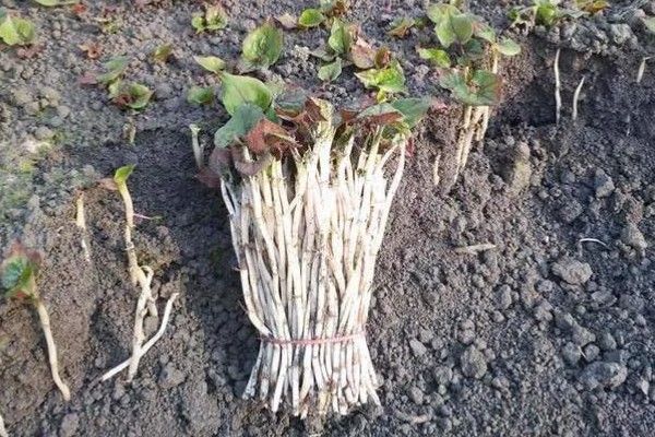 折耳根的大棚种植技术，多用分根繁殖法种植