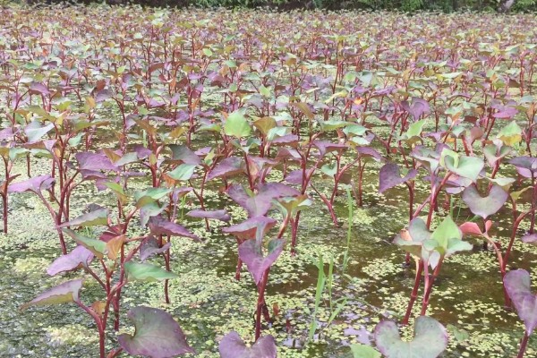 折耳根的大棚种植技术，多用分根繁殖法种植