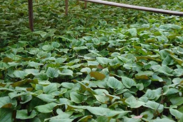 折耳根的大棚种植技术，多用分根繁殖法种植