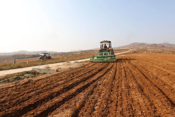 折耳根的大棚种植技术，多用分根繁殖法种植