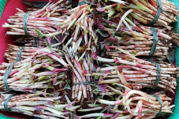 折耳根的大棚种植技术，多用分根繁殖法种植