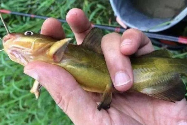 黄辣丁好不好钓，垂钓效果比较好