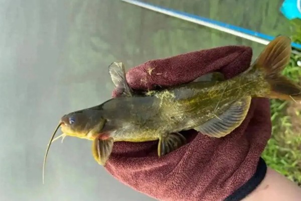 黄辣丁好不好钓，垂钓效果比较好