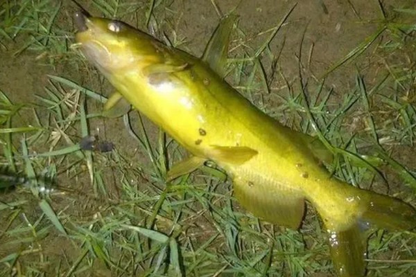 黄辣丁好不好钓，垂钓效果比较好