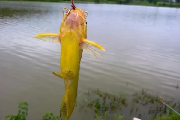 黄辣丁好不好钓，垂钓效果比较好
