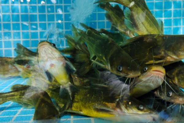 黄辣丁好不好钓，垂钓效果比较好