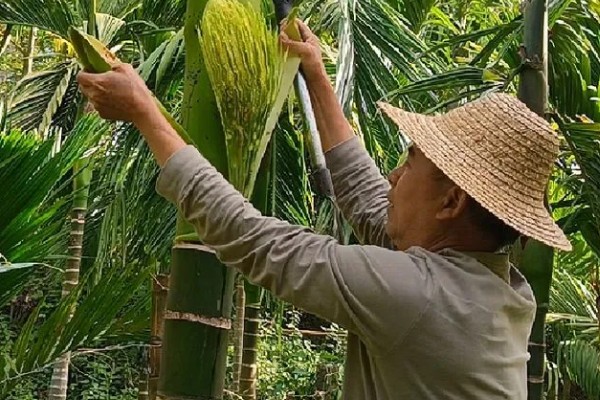 槟榔花苞要不要划开，是需要划开的