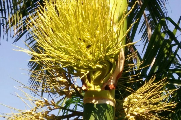 槟榔花苞要不要划开，是需要划开的