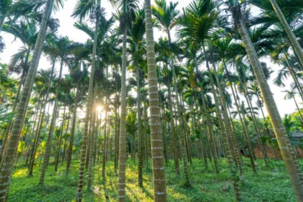 槟榔花苞要不要划开，是需要划开的