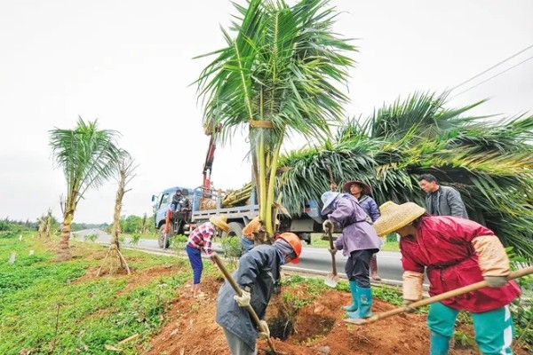 槟榔花苞要不要划开，是需要划开的