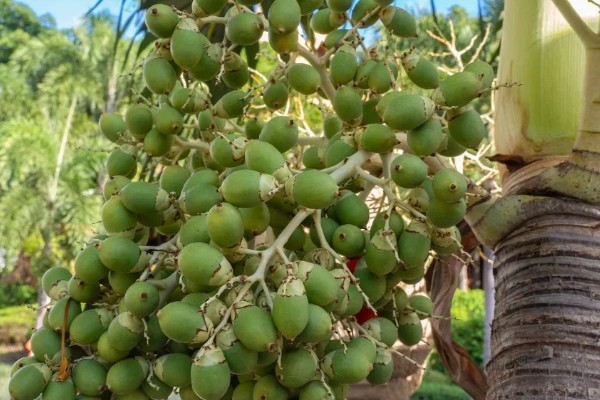 槟榔花苞要不要划开，是需要划开的