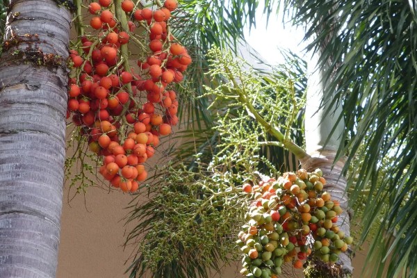 槟榔花苞要不要划开，是需要划开的