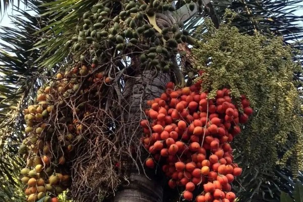 槟榔花苞要不要划开，是需要划开的